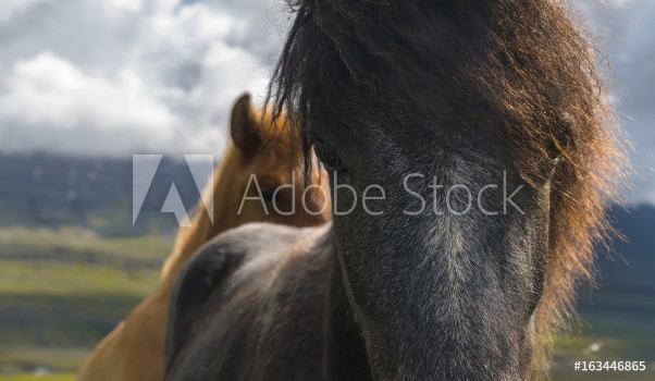 Bild på Icelandic Horse - closeup